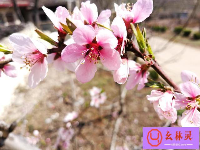 带桃花的诗句（6个写桃花的千古名句，为春天增添了无穷诗意，令人心旷神怡）