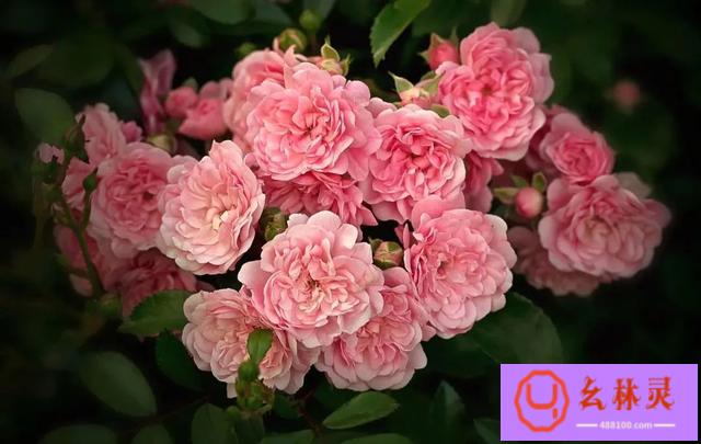 玫瑰花的浪漫英语（今天你收到的花，真的是玫瑰吗？）