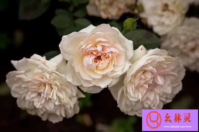 玫瑰花的浪漫英语（今天你收到的花，真的是玫瑰吗？）