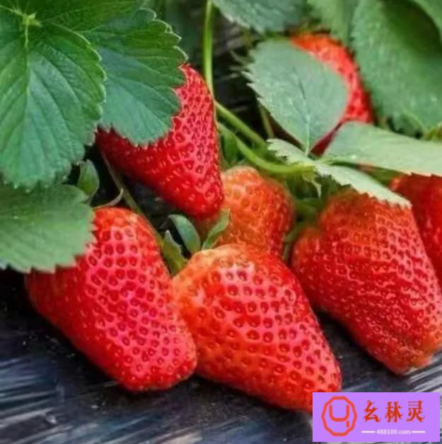 发一条自己种草莓的说说（栽了十多棵草莓，等着春天吃草莓吧！）
