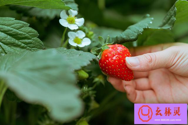 春天采摘草莓的优美句子简短（采草莓、观百花、尝农家…全域都安逸）