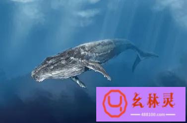 鲸落的唯美句子（鲸落世界上最浪漫的重生，“一鲸落，万物生”）